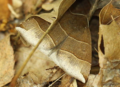 Maple Looper Moth Parallelia bistriaris #8727
