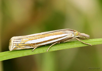 Eastern Grass-veneer Moth Crambus laqueatellus #5378
