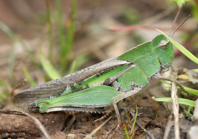 Northern Green-striped Grasshopper Chortophaga viridifasciata