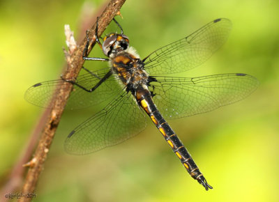 Common Baskettail Epitheca cynosura