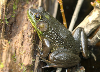 Green Frog