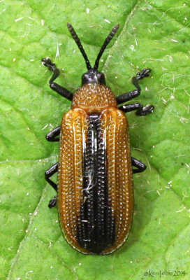 Locust Leaf Miner Beetle Odontota dorsalis