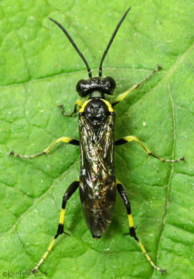 Sawfly Macrophya flavicoxae