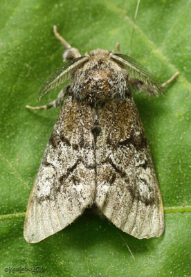 Pine Tussock Moth Dasychira pinicola #8305