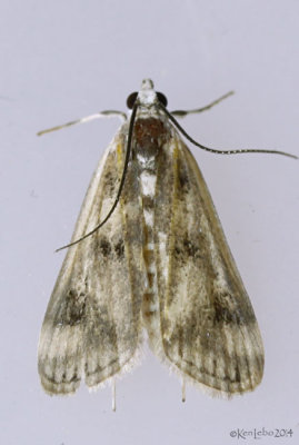 Polymorphic Pondweed Moth Parapoynx maculalis #4759