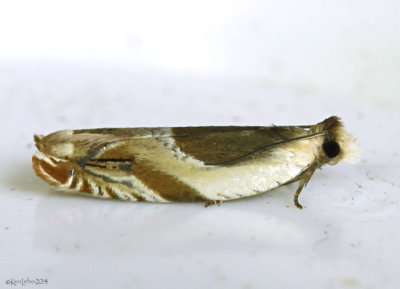 Oak Leaffolder Moth Ancylis burgessiana #3367