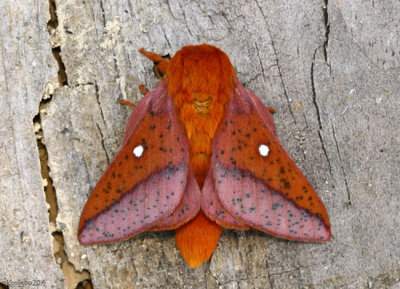 Spiny Oakworm Moth Anisota stigma #7716