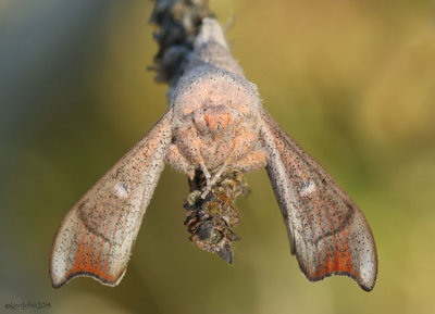 Melsheimers Sack-bearer Moth Cicinnus melsheimeri #7662
