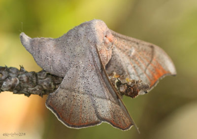 Melsheimers Sack-bearer Moth Cicinnus melsheimeri #7662