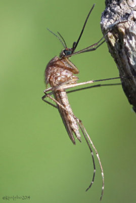 Inland Floodwater Mosquito Aedes vexans