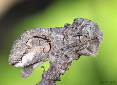 Oblique Heterocampa Moth Heterocampa obliqua #7983