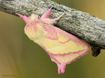 Pink Prominent Moth Hyparpax aurora #8022
