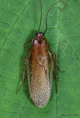 Virginia Wood Cockroach - Parcoblatta virginica