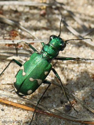 Northern Barrens Tiger Beetle Cicindela patruela