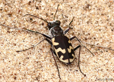 Big Sand Tiger Beetle Cicindela formosa