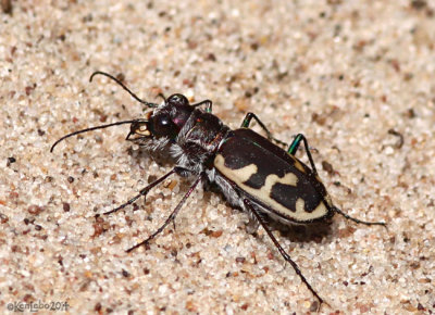 Big Sand Tiger Beetle Cicindela formosa