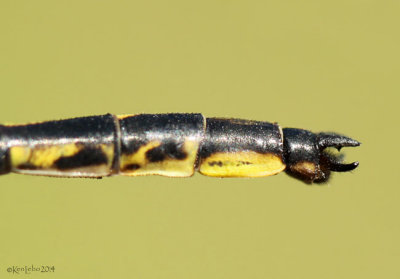 Dusky Clubtail Phanogomphus spicatus