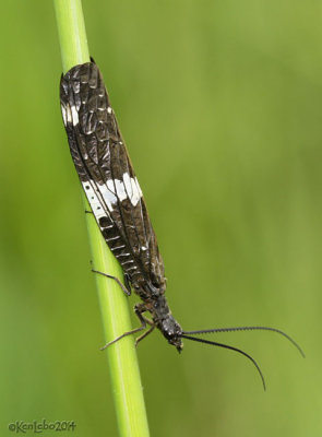 Dark Fishfly Nigronia