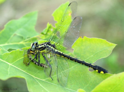 Splendid Clubtail Gomphurus lineatifrons eating Pygmy Snaketail Ophiogomphus howei