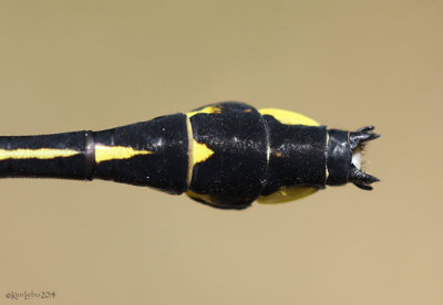 Midland Clubtail Gomphurus fraternus