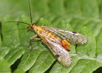 Common Scorpionfly - Panorpa