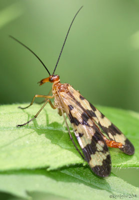 Common Scorpionfly Panorpa galeri 