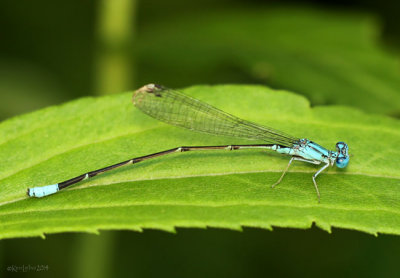 Pale Bluet Enallagma Pallidum