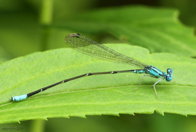 Pale Bluet Enallagma Pallidum