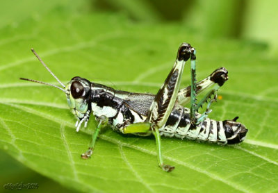 Green-legged Grasshopper Melanoplus viridipes