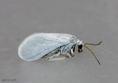 Coniopterygidae - dustywing