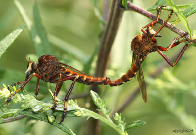 Robber Fly Diogmites basalis