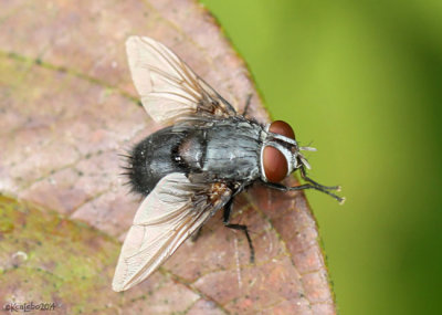 fly - Leschenaultia bicolor