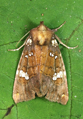 Brick-red Borer Moth Papaipema marginidens #9492