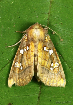 Indigo Stem Borer Moth Papaipema baptisiae #9485