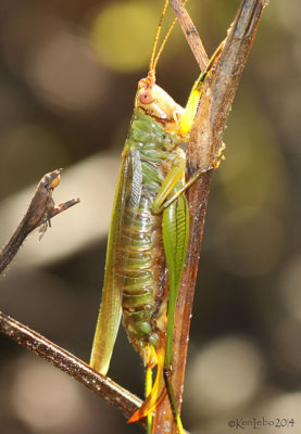 Black-legged Meadow Katydid - Orchelimum nigripes