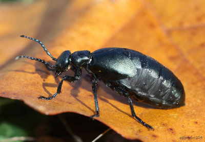 Blister Beetle - Meloe campanicollis