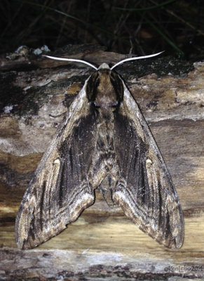 Elm Sphinx Moth Ceratomia amyntor #7786