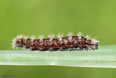 Cattail Caterpillar Simyra insularis #9280