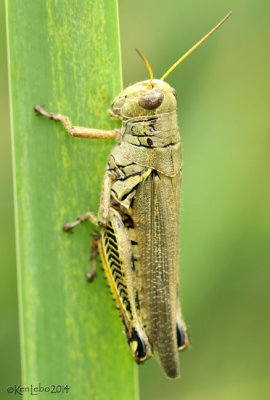 Differential Grasshopper Melanoplus differentialis