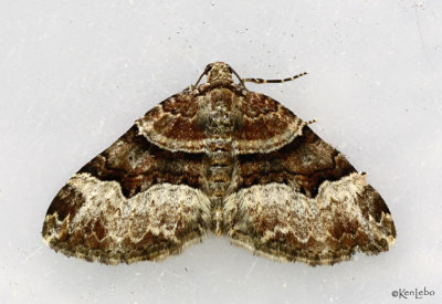 Toothed Brown Carpet Xanthorhoe lacustrata #7390