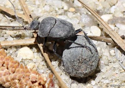 Dung Beetle Melanocanthon bispinatus