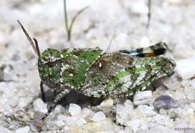 Orange-winged Grasshopper <i>Pardalophora phoenicoptera</i>