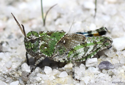 Orange-winged Grasshopper Pardalophora phoenicoptera