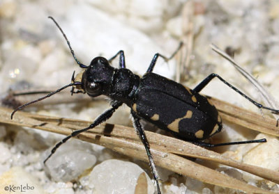 Northern Barrens Tiger Beetle Cicindela patruela