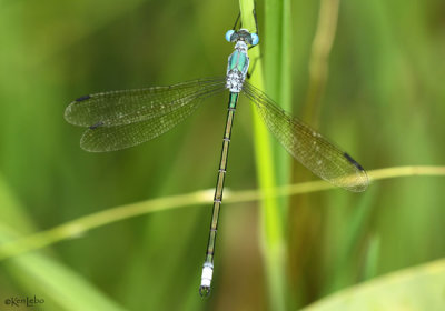 Amber-winged Spreadwing Lestes eurinus 