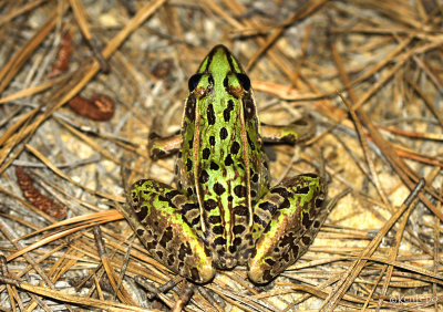 Southern Leopard Frog