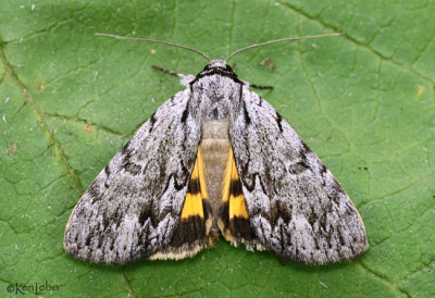 Sordid Underwing Moth Catocala sordida #8846