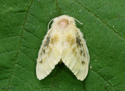 Black-waved Flannel Moth Lagoa crispata #4644