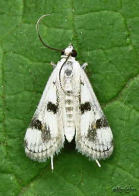 Polymorphic Pondweed Moth Parapoynx maculalis #4759