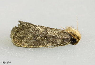 Grass Tubeworm Moth Acrolophus arcanella, #0340?
